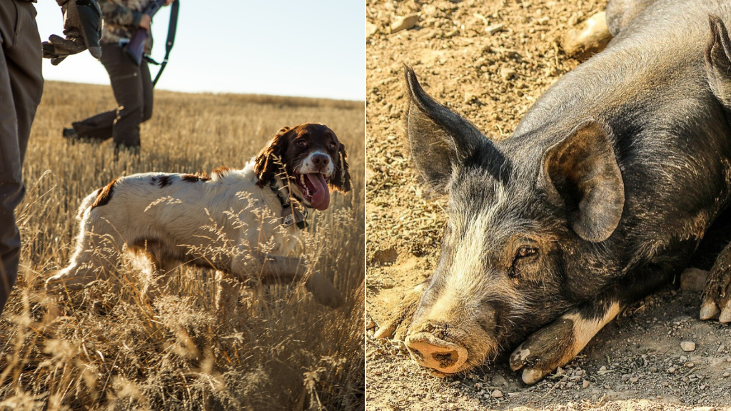 Hog Hunting with Dogs